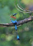 Turquoise-browed Motmot